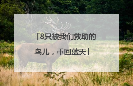 8只被我们救助的鸟儿，重回蓝天